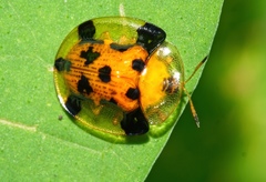 Aspidimorpha punctum