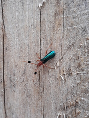 Compsoceridius gounellei