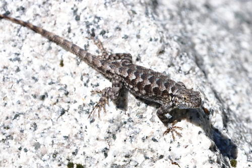 iNaturalist observation photo of Western Fence Lizard