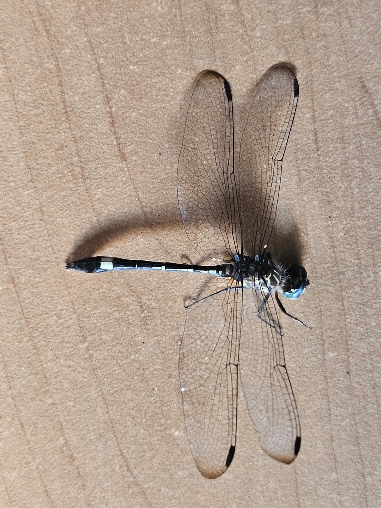 Micrathyria paulsoni