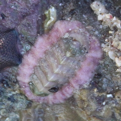 Onithochiton neglectus