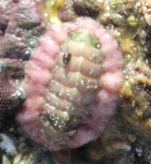 Onithochiton neglectus