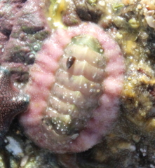 Onithochiton neglectus