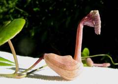 Aristolochia tamnifolia