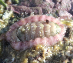 Onithochiton neglectus