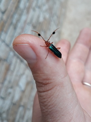 Compsoceridius gounellei