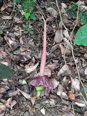 Amorphophallus henryi