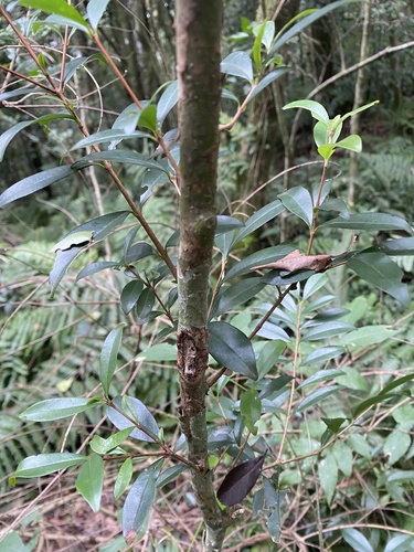 Foto de Cereja-do-rio-grande