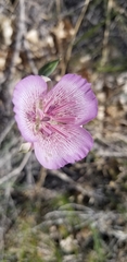 Calochortus striatus