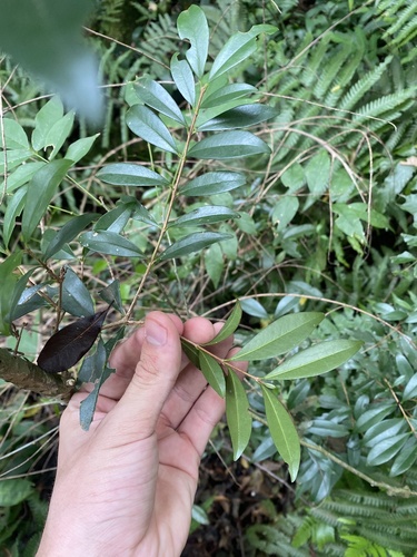 Foto de Cereja-do-rio-grande