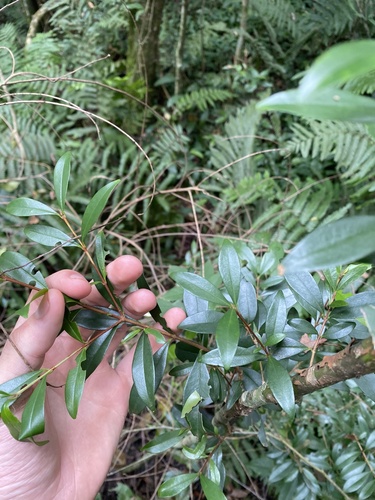 Foto de Cereja-do-rio-grande
