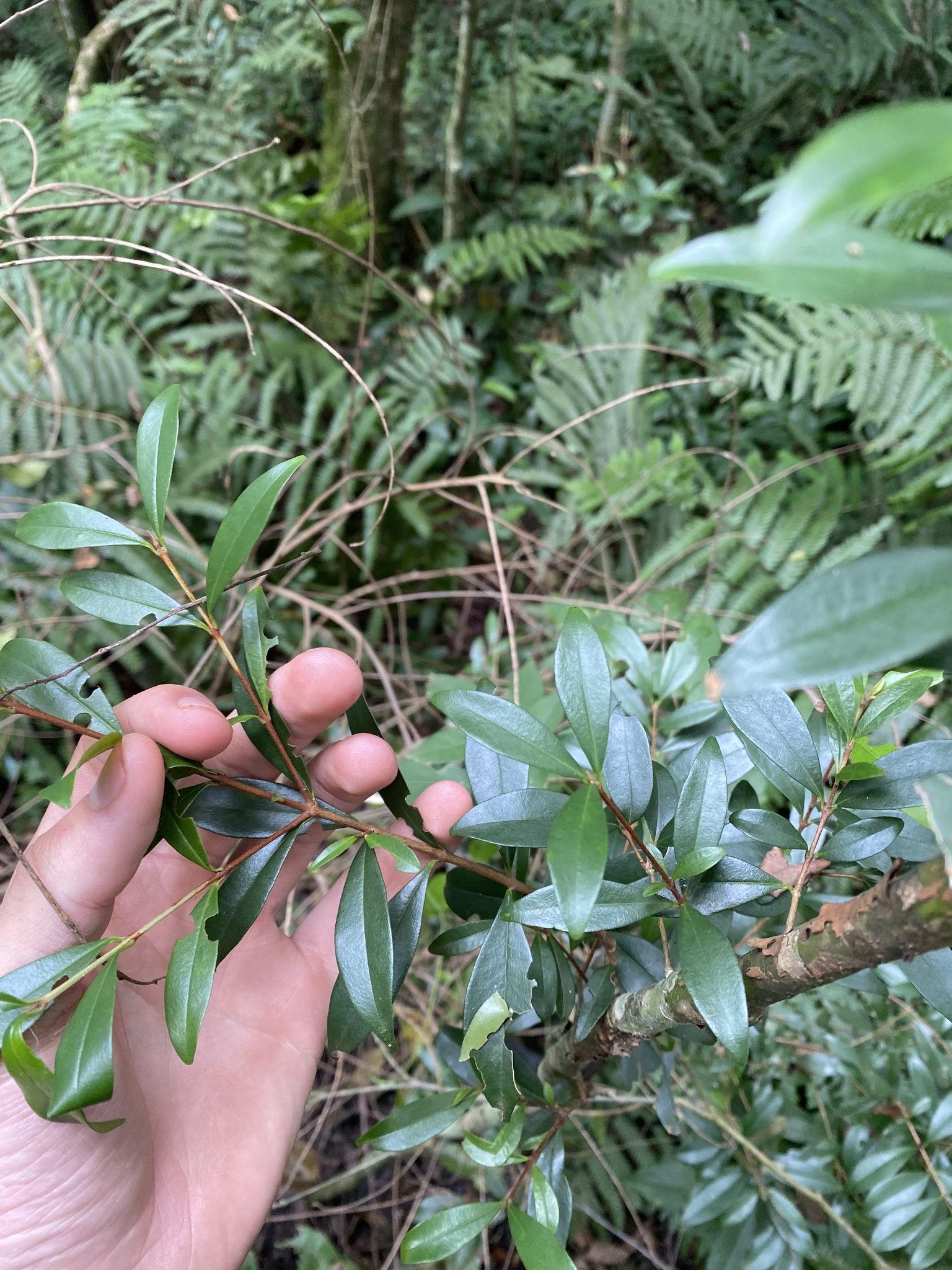 Imagem de Cereja-do-rio-grande