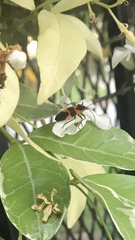 Oncopeltus fasciatus