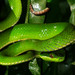 Chinese Green Tree Viper - Photo (c) 葉子, some rights reserved (CC BY-NC), uploaded by 葉子
