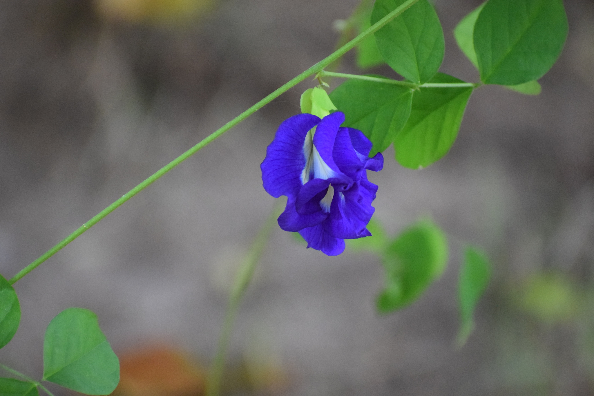 Clitoria ternatea