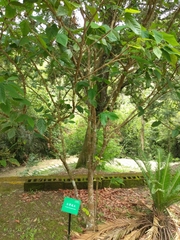 Corylopsis multiflora