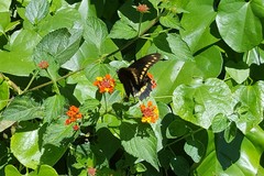 Battus polydamas polydamas