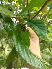 Corylopsis multiflora