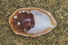 Crepidula onyx