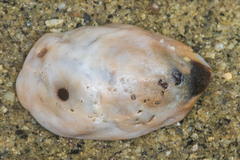 Crepidula onyx