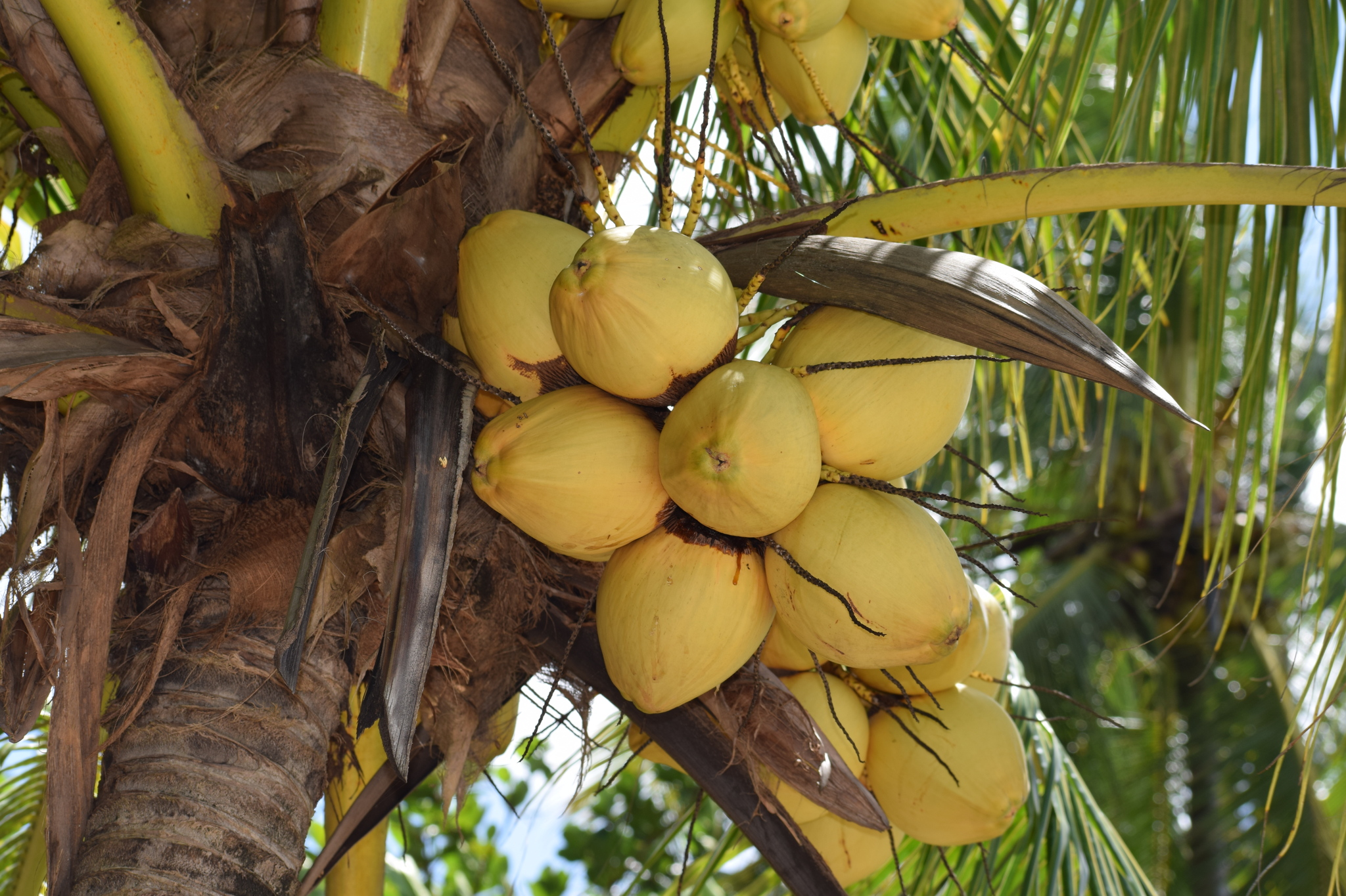Cocos nucifera
