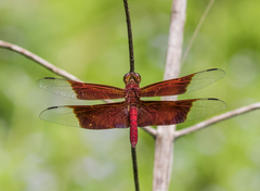 Camacinia gigantea