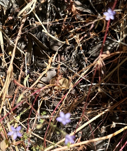 California gilia (Gilia achilleifolia)