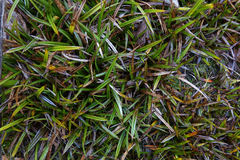 Astelia linearis