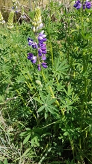Lupinus rivularis