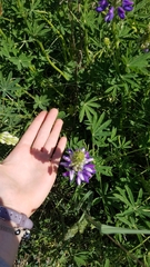 Lupinus rivularis