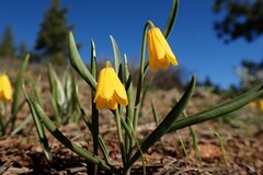 Fritillaria pudica