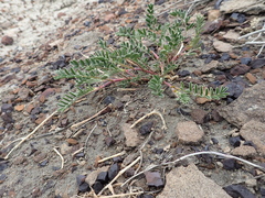 Astragalus bisulcatus