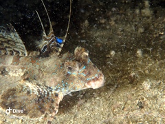 Dactylopus dactylopus