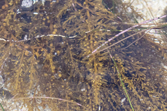 Sargassum agardhianum