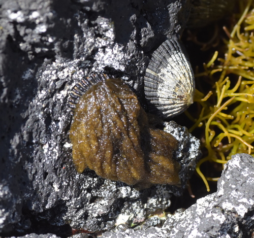 Asteronema breviarticulatum observed 2024-05-10