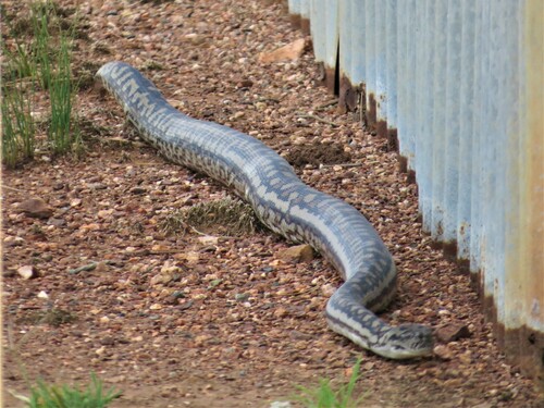 Inland Carpet Python sighting