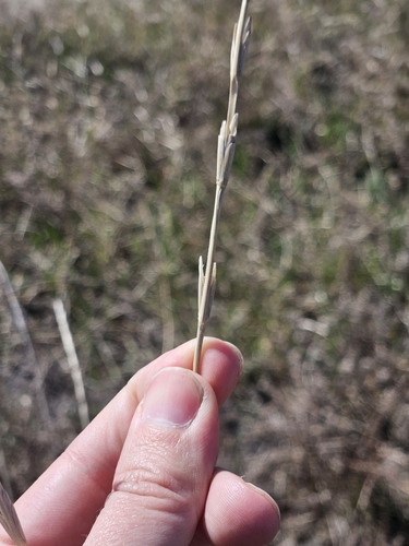 Image of Thinopyrum obtusiflorum by (c) Solomiya, some rights reserved (CC BY)