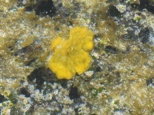 Lobophora variegata observed 2024-05-10