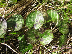 Hexastylis naniflora