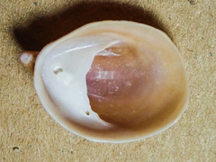 Crepidula norrisiarum