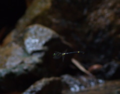 Chlorogomphus arooni