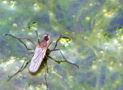Hydrophorini