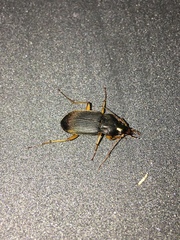 Chlaenius impunctifrons