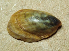 Crepidula onyx