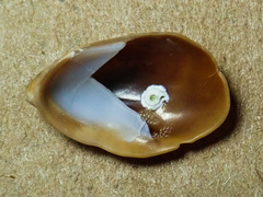 Crepidula onyx
