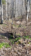Dirca palustris