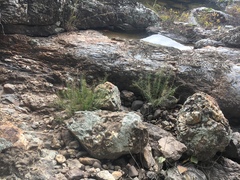 Vernonia lettermannii