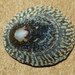 Chocolate Limpet - Photo (c) BJ Stacey, some rights reserved (CC BY-NC), uploaded by BJ Stacey