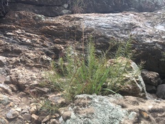 Vernonia lettermannii