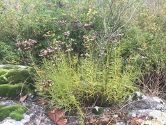 Vernonia lettermannii